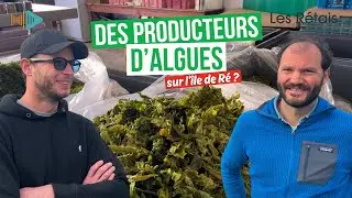 Aor&eacute;, des algues alimentaires made in R&eacute;