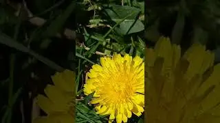 Honey bee - Apis mellifera - B&yacute;flugur