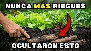 El Jardín Que Se Riega Solo Desde Hace 20 Años — Y Fue Borrado a Propósito