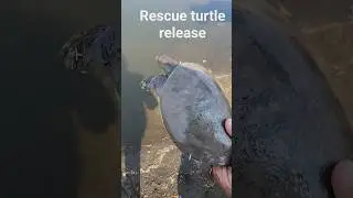 rescue turtle release