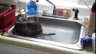 Котэ отжигают.