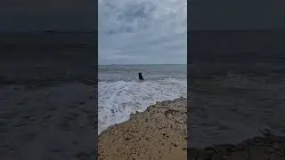 The disappearing Chowdoodle 😮