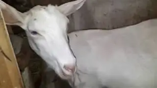 Мои козы. До окота 1 месяц. Гуляем по снегу.