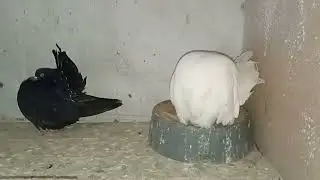 Modificări în volieră, păsări noi și puișori care evoluează frumos!🐣😁💪
