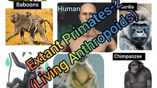 Extant Primates - 2(Living Anthropoids) @AnthropologyInsightsforUPSCNET