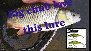 Big chub love this lure ! ( Crazy footage)
