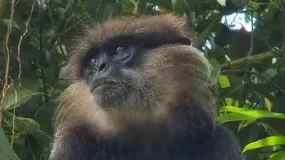 Purple-faced Langur