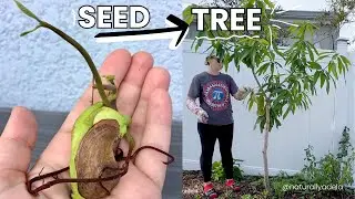 How to Grow a Mango Tree from Seed (Step by Step) 🌱🥭  + Mango Tree Trimming | Mango Tree Pruning