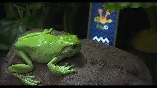 Why frogs are important FrogID