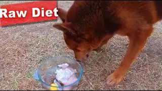 Nala CBD and Raw Diet for German Shepherd mix