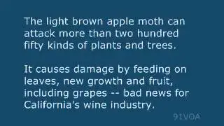 [91VOA]California Growers Face Unwelcome Import Light Brown Apple Moth