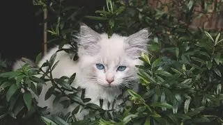 Cats Playing In The Garden | ChegayanRagdolls