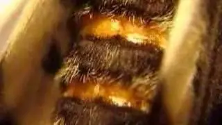 Buckmoth female internal abdomen movements