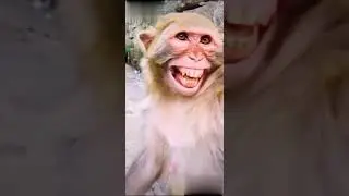Funny Monkey Shorts | Monkey Smile WhatsApp status shorts | bandar Ki hasi #monkey