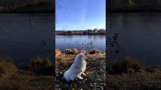 правда жизни 🔥  #dog #dogs #собака  #pets #live #life #жизнь #природа #животные #топ