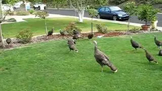 Dog chases nuisance Wild Dublin Turkeys