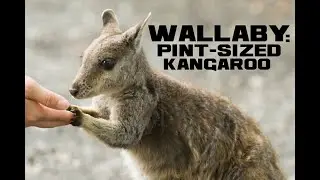 Wallaby Facts - The Kinda Kangaroo Colonizer - Animal a Day W Week
