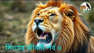 একটি সিংহের জীবনগাথা | জন্ম থেকে মৃত্যু পর্যন্ত | জঙ্গলের রাজা Part-3