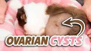 Pudding's Spay Journey: Vet Insights & Tender Care Tips! 🏥🐾