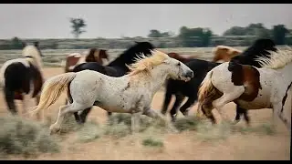 Wild Horses of America S1 Ep 11 McCullough Peaks Stallion Running Bear in Wyoming by Karen King