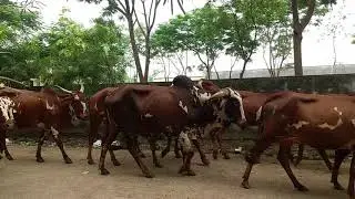 Nimari cow breed mp india