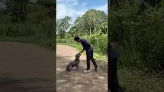 കുഞ്ഞൂട്ടന്റെ ട്രെയിനിങ് ❤️🥰😍#shorts #viralshorts #dogtraining #americanbully #pets