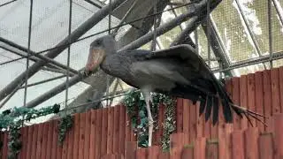 ハシビロコウは可愛いですねあ