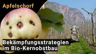 Apfelschorf (Venturia inaequalis): Bekämpfungsstrategien für den ökologischen Kernobstbau (Laimburg)