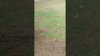 #asmr #shortvideo #duck #quak quak