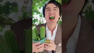 Почему эти люди едят кактусы? 🤔