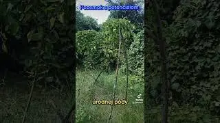 Pozemok v Humennom na predaj