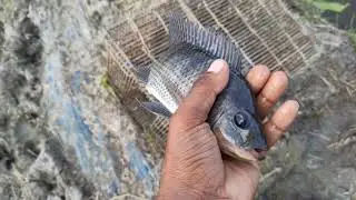 Catched Tilapia Fish | Fish Trap | Monster Jb Fishing