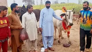 Bulls selling in old punjab | Guest from sarghodha are willing to buy bulls | Traditional punjab