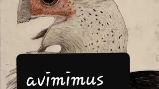 avimimus