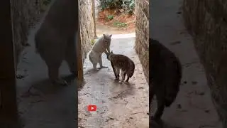 Animal Fundub part 7 🤣🤣 | Malayalam Fundub | Malludubkeng #mlayalamfundub #shorts