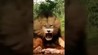 #lionstatus #lionmotivation #lifemotivation #attitude #quotes #motivationalquotes
