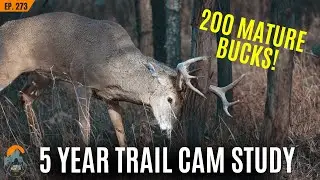 Over 200 Mature Bucks || 5 Year Trail Cam Study Results