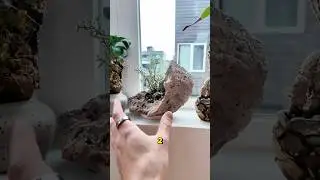 Would you try this plant craft with succulents?! 😮