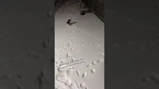 Dog HATES Snow!!😂 #Shorts