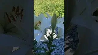 Amazing White Giant Lilly Pretty Woman. Beautiful flowers on my rustic garden.