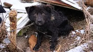 Abandoned Dog Lived in a Concrete Cave, Crying for Help
