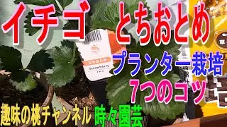 【イチゴ　とちおとめ】　プランター栽培　7つのコツ　22/11/29