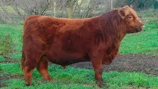 GENPRO - WETONKA Angus Colorado