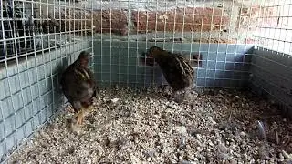 Chinese painted quails, breeding pair No.1 (2019)
