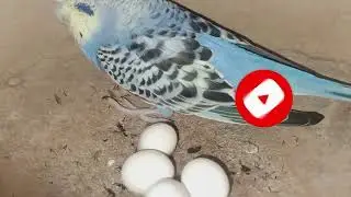 Budgerigar egg and baby in nest #wild life animal lovers #wildlife #bird #Budgerigar