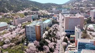 동의대학교 봄 전경♥