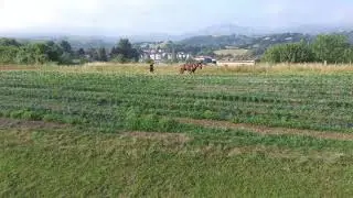 Binage en traction animale du piment d'Espelette AOP BIO Biperenia