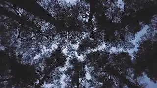 #Футаж застенчивые кроны деревьев ◄4K&bull;HD► #Footage shy tree crowns