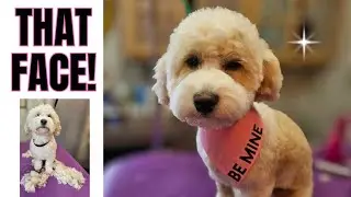 Watch this Poodle mix puppy get a haircut, CUTE
