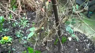 One Minute Nature 4: Snow Falling Lightly on the Garden